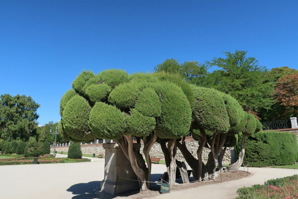 Artistically pruned topiary trees in a park under blue sky.